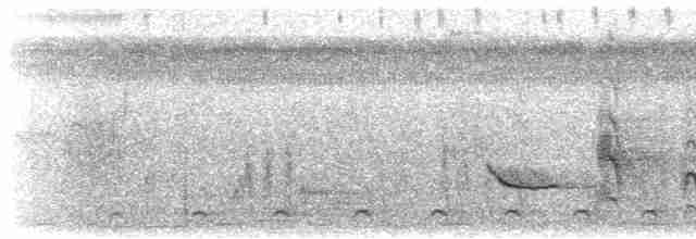 Weißbrust-Ameisenwürger - ML616165167