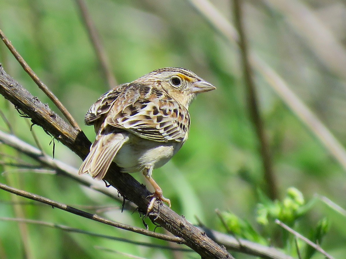 Grasshopper Sparrow - ML616165183