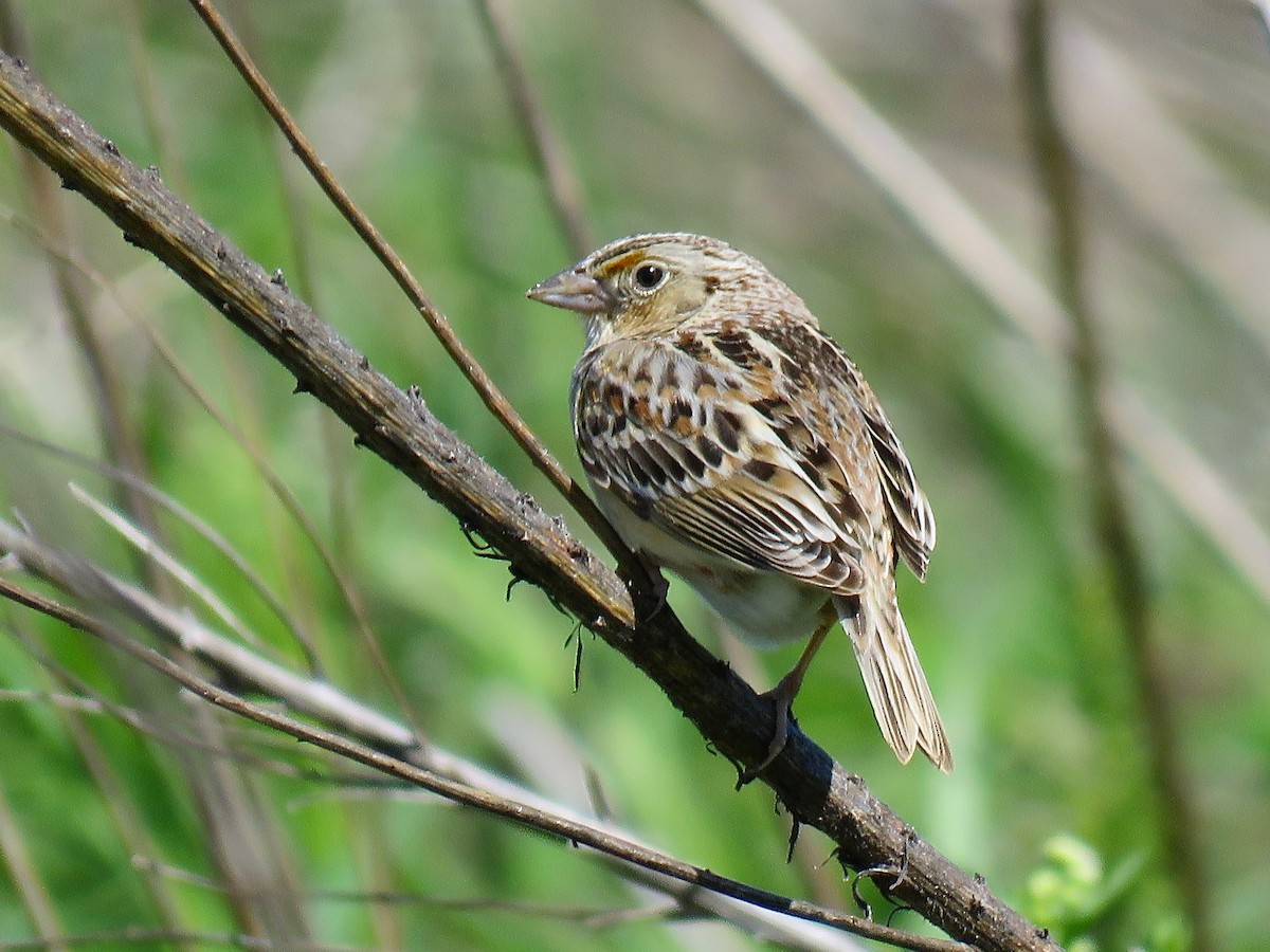Grasshopper Sparrow - ML616165184