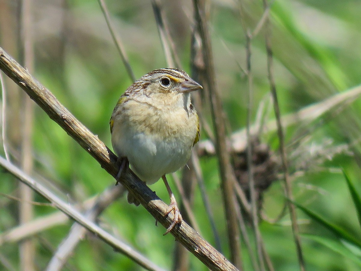 Grasshopper Sparrow - ML616165194