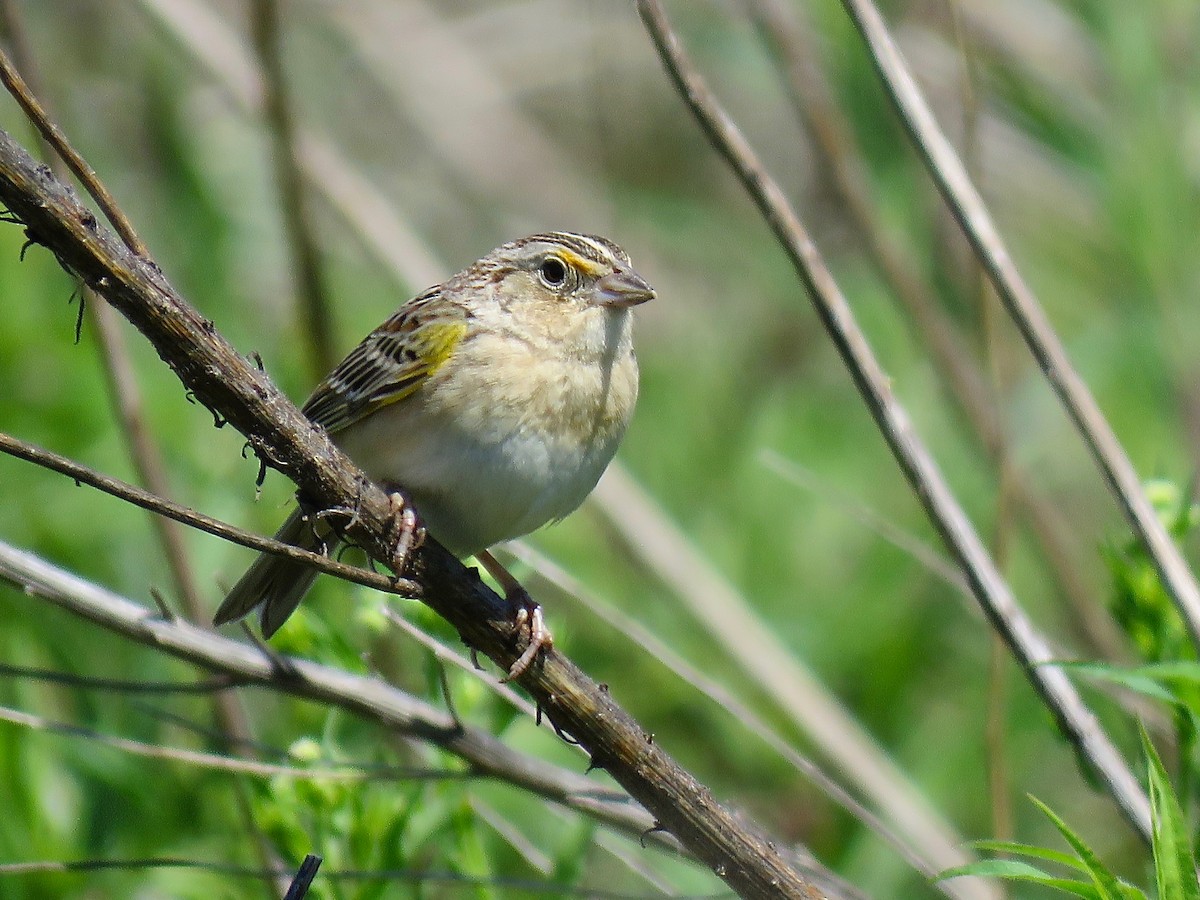 Grasshopper Sparrow - ML616165195
