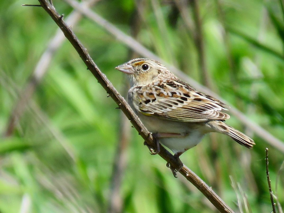 Grasshopper Sparrow - ML616165198