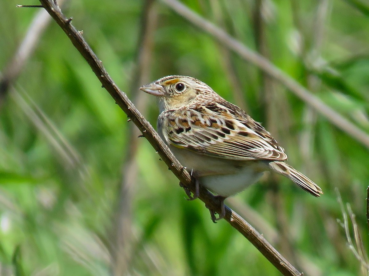 Grasshopper Sparrow - ML616165199