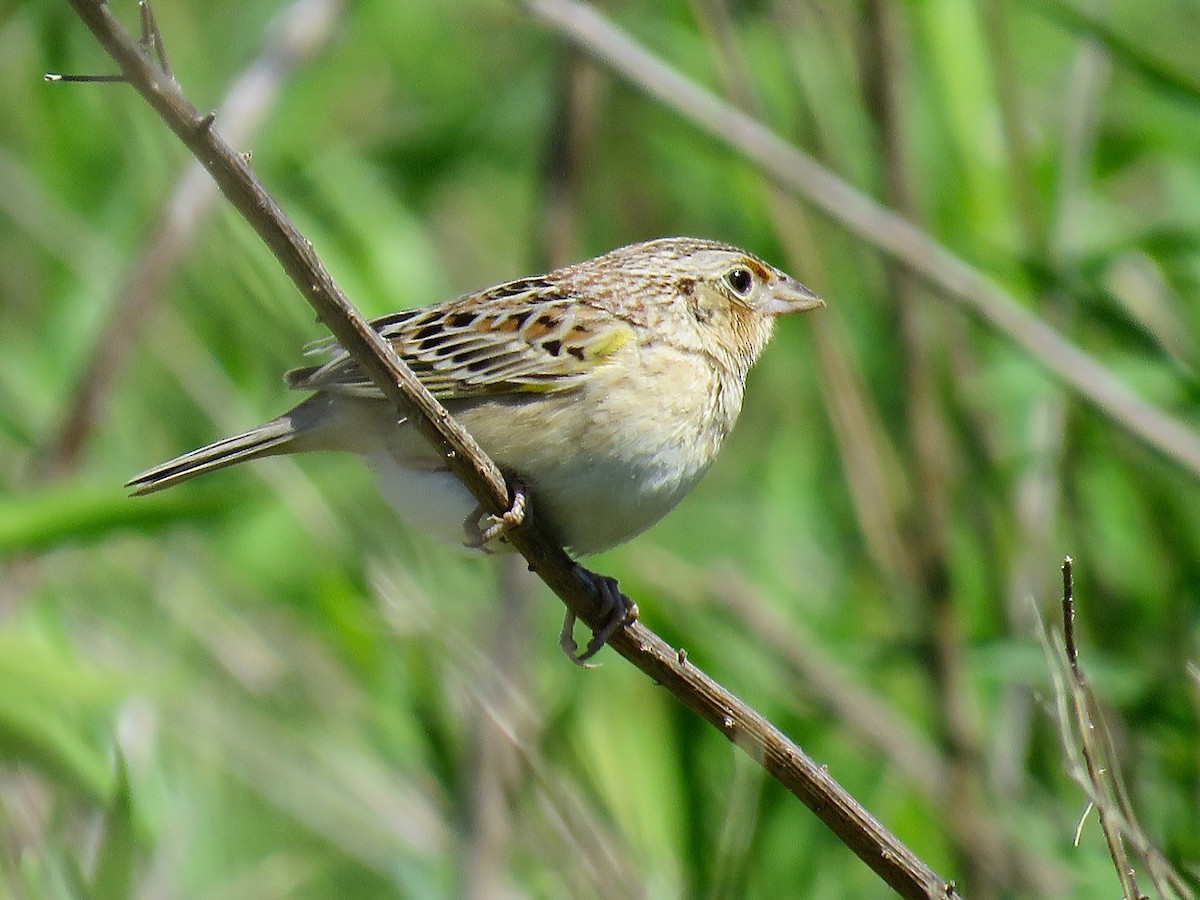 Grasshopper Sparrow - ML616165201