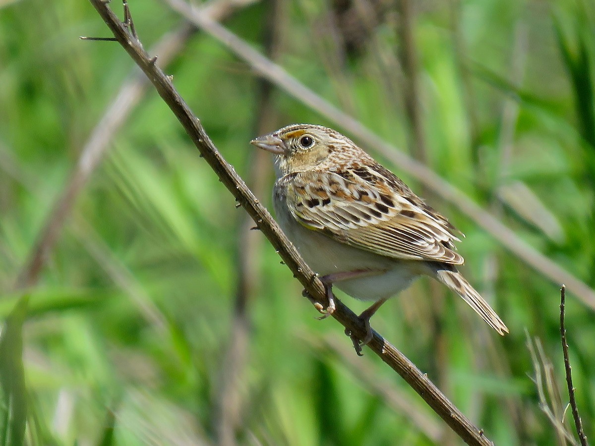 Grasshopper Sparrow - ML616165206