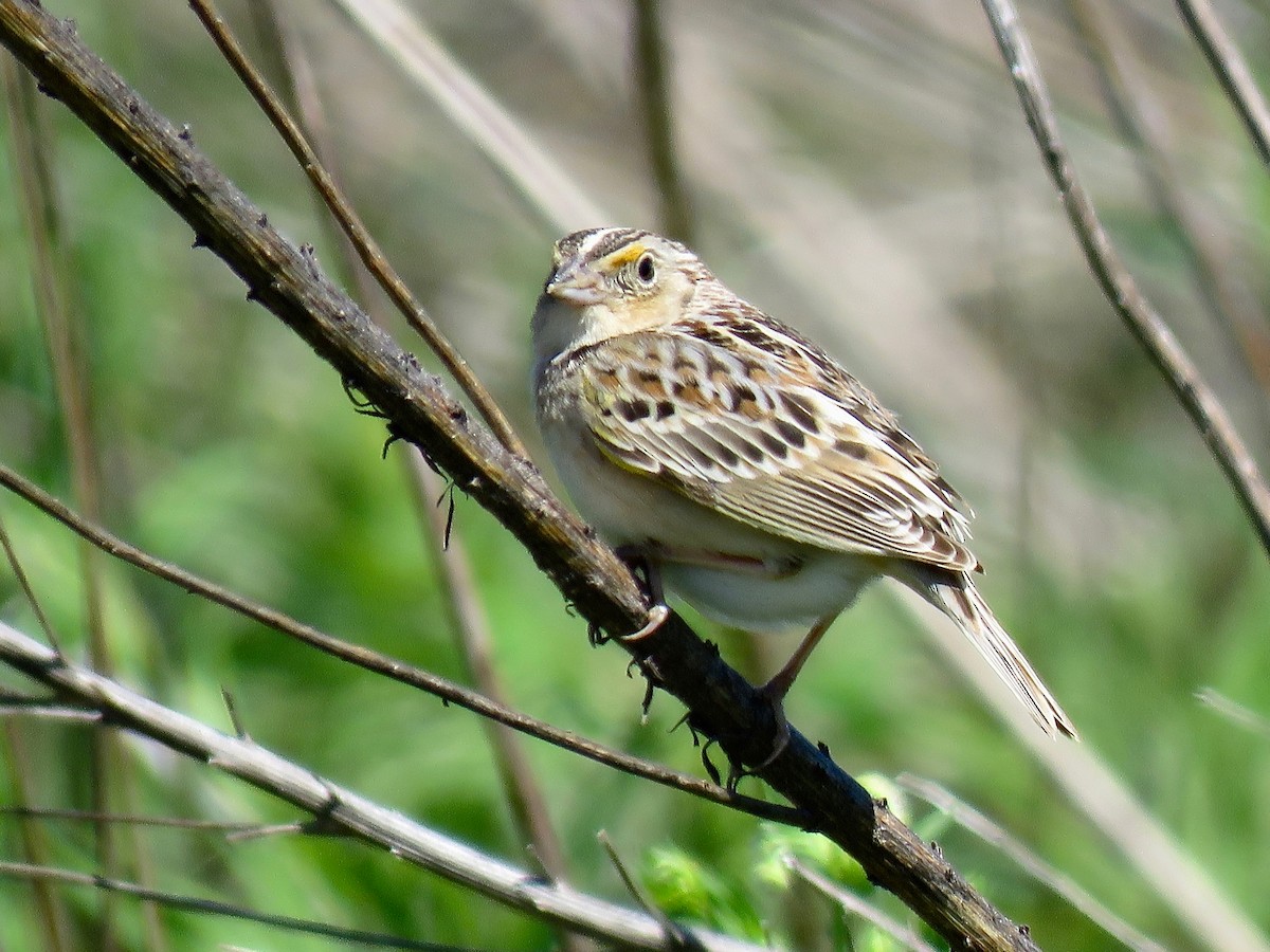 Grasshopper Sparrow - ML616165209