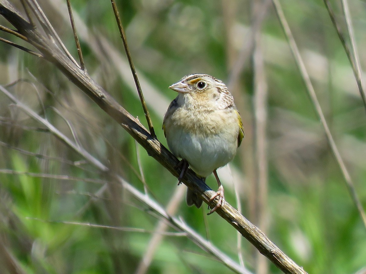 Grasshopper Sparrow - ML616165210