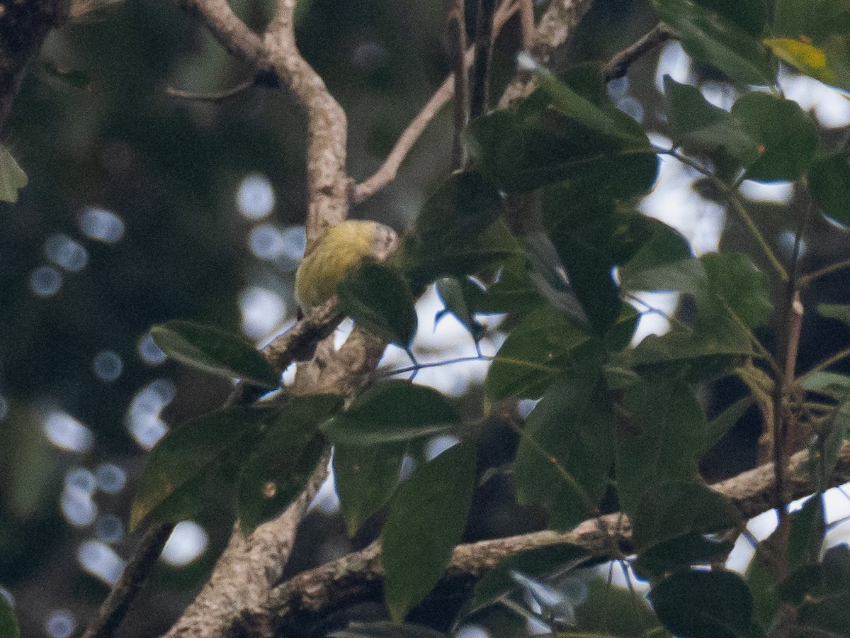White-fronted Tyrannulet - ML616165219