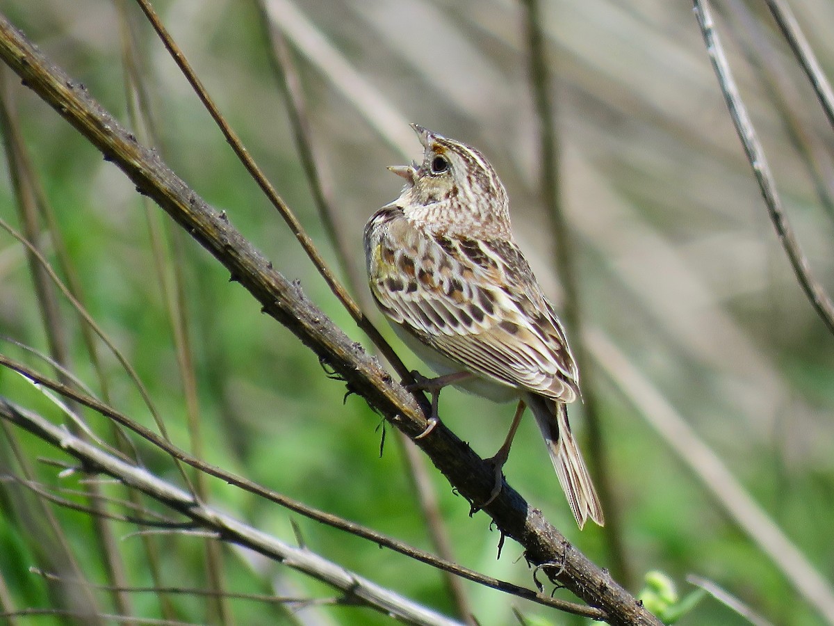 Grasshopper Sparrow - ML616165221