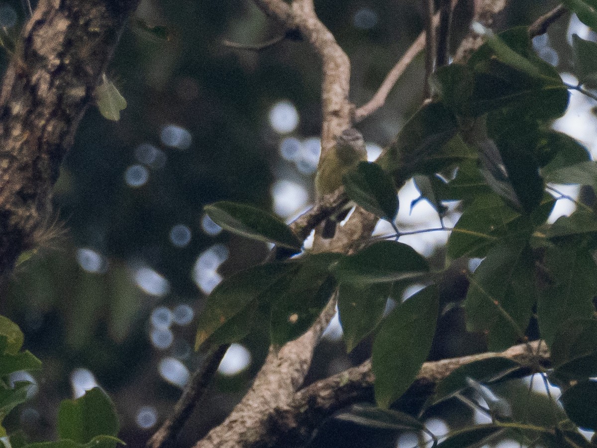 White-fronted Tyrannulet - ML616165222