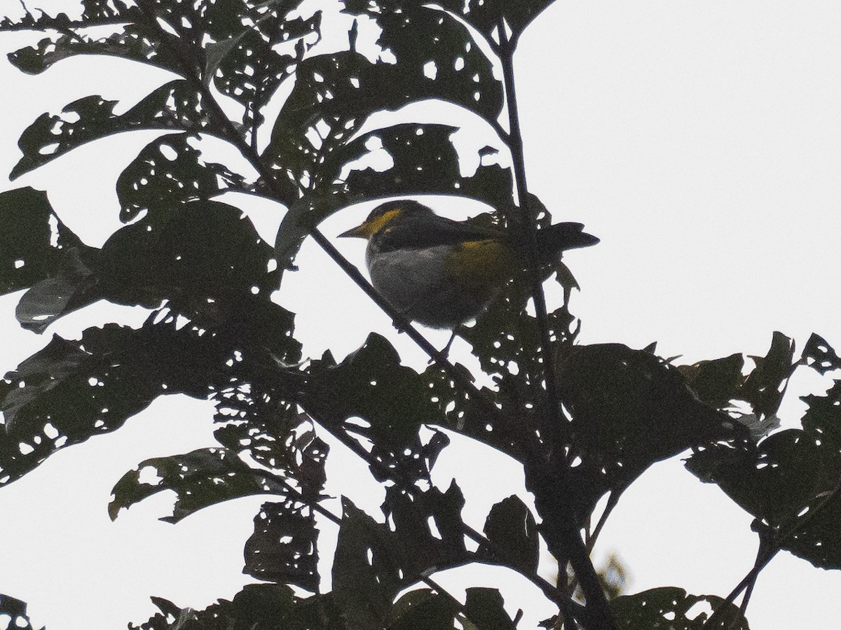 Yellow-backed Tanager - ML616165273