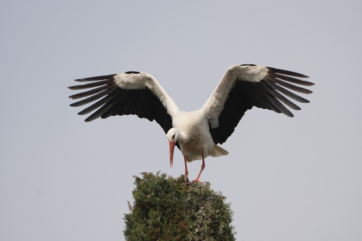 White Stork - ML616165369