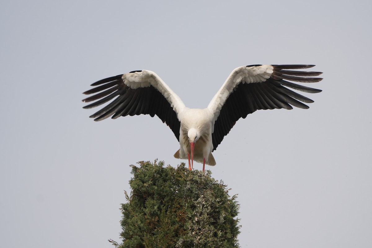 White Stork - ML616165377