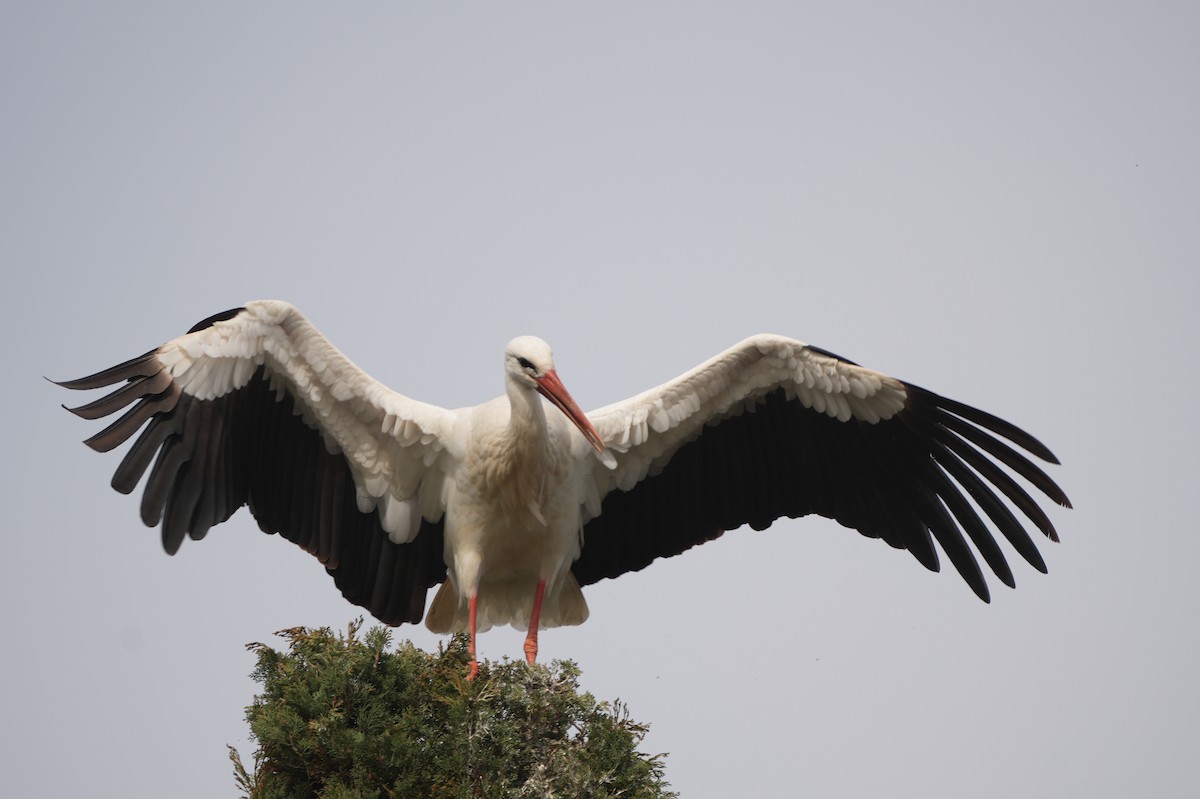 White Stork - ML616165386