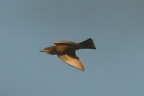Masked Woodswallow - ML616165396