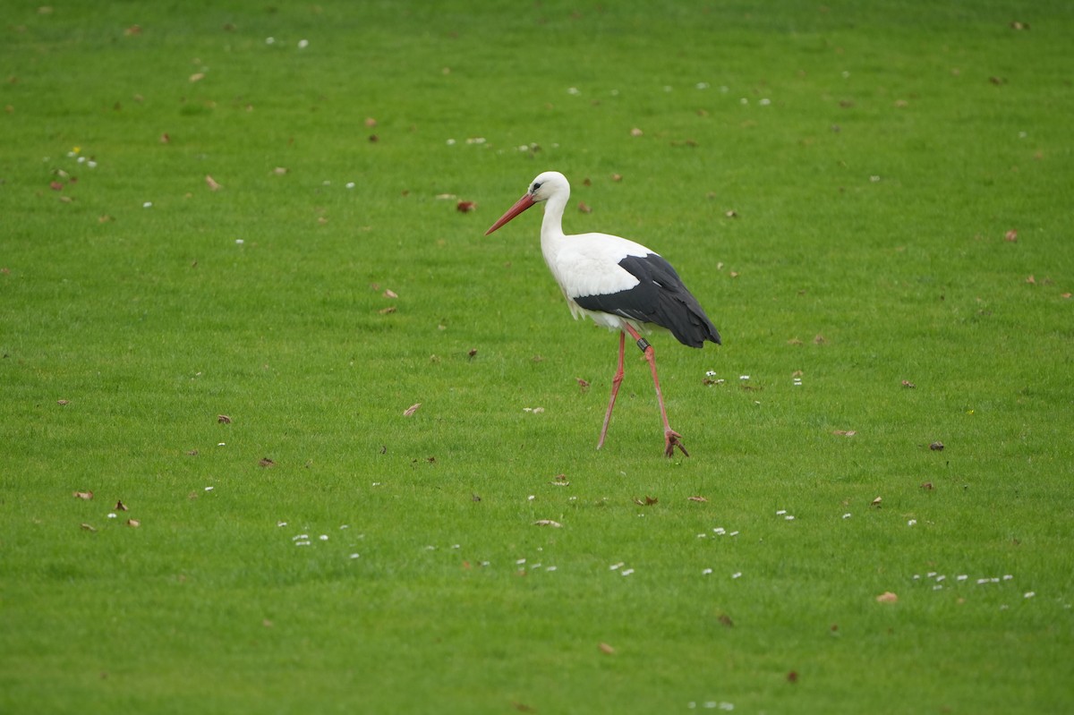 White Stork - ML616165401