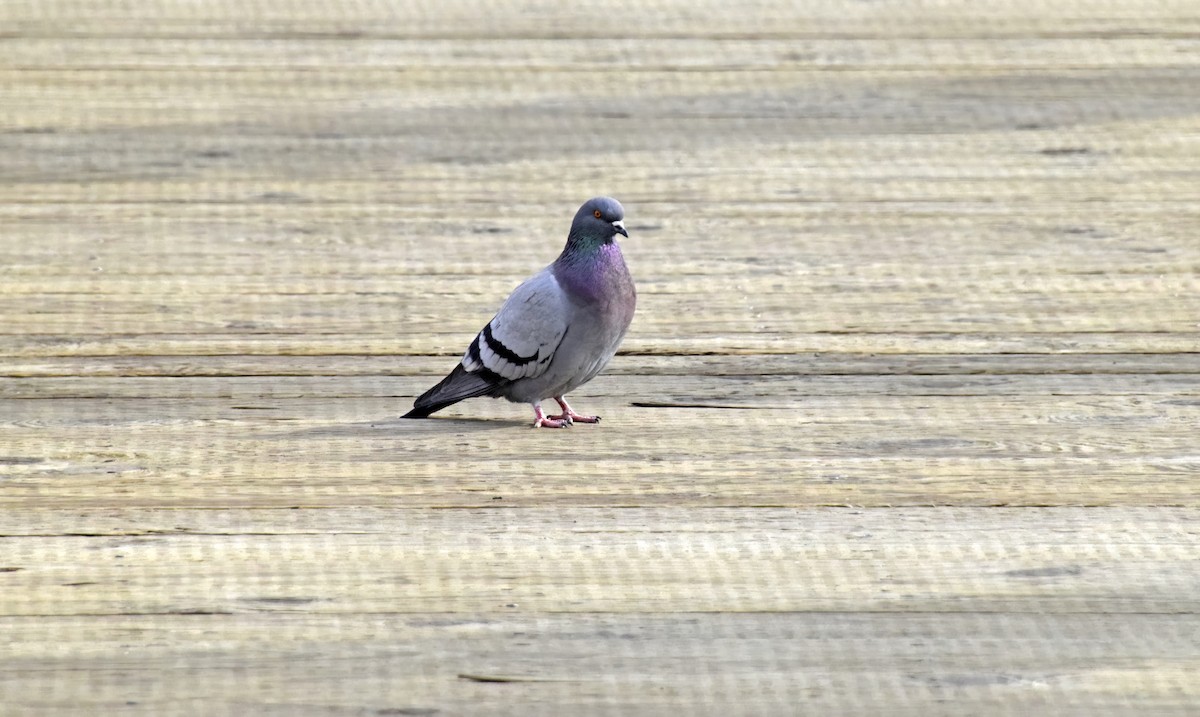Rock Pigeon (Feral Pigeon) - ML616165451
