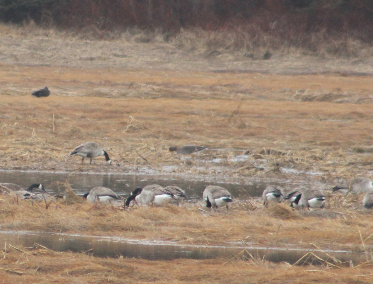 Greater White-fronted Goose - ML616165465
