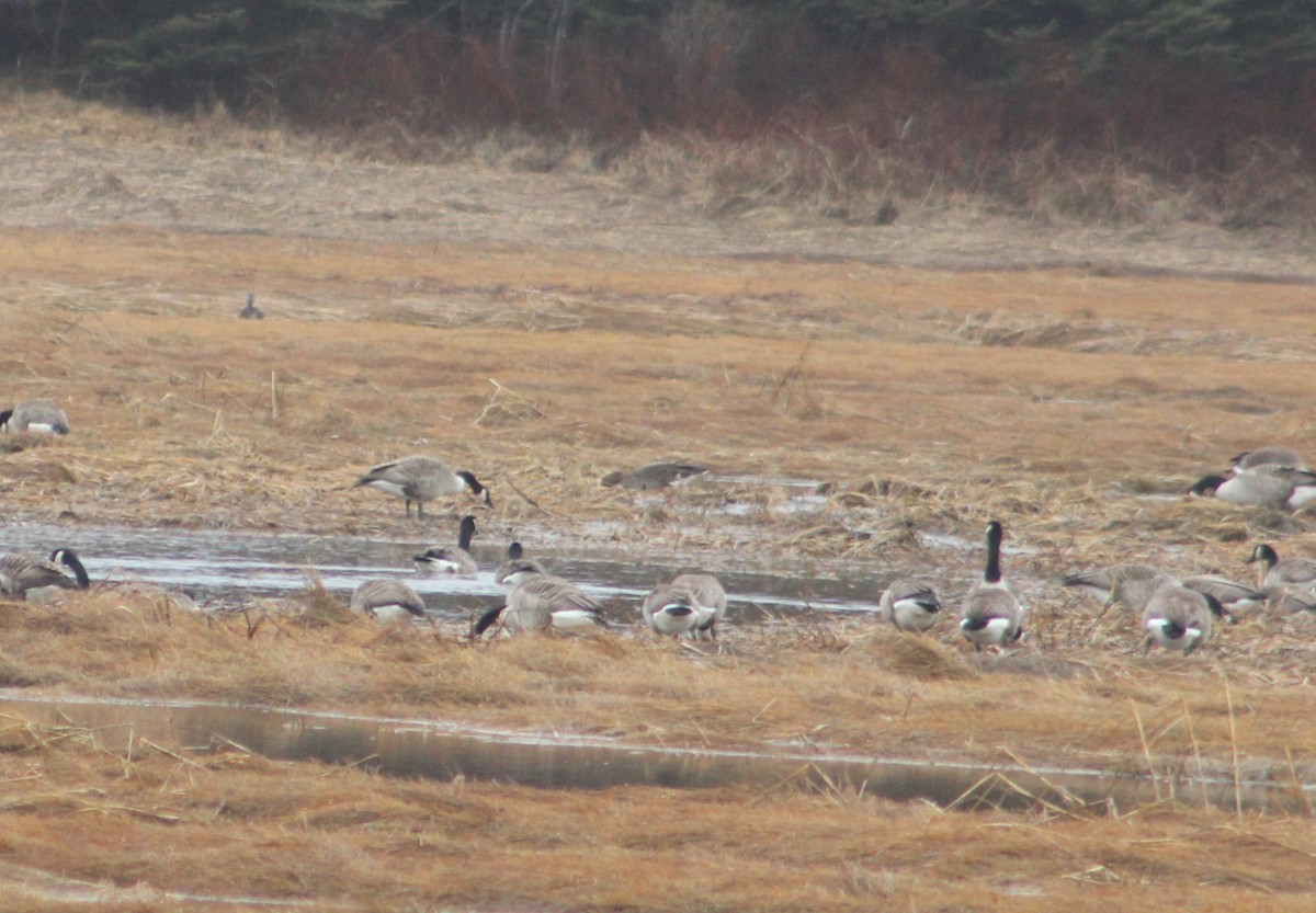 Greater White-fronted Goose - ML616165467