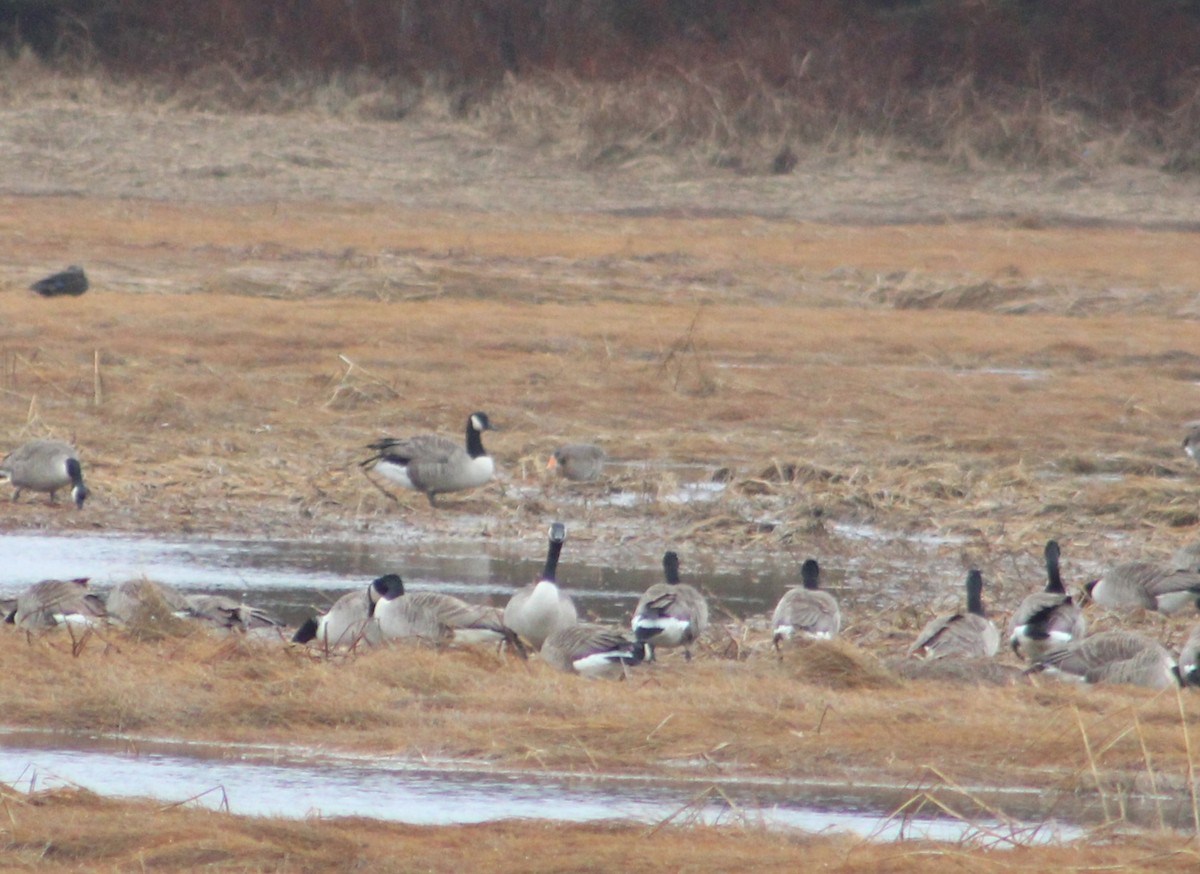 Greater White-fronted Goose - ML616165468