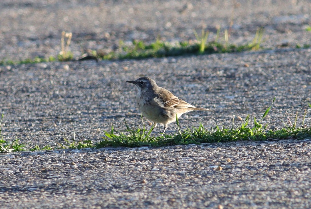 Water Pipit - ML616165484