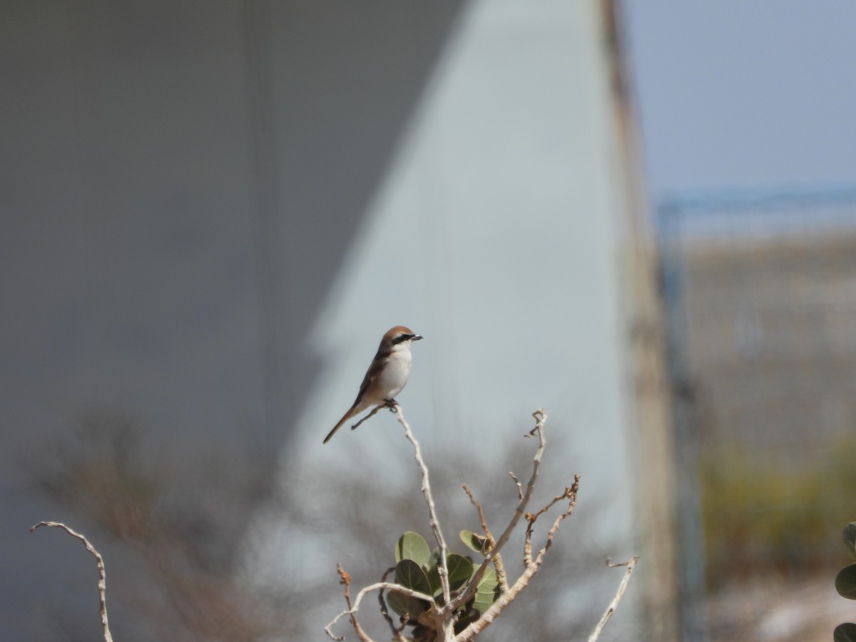 Red-tailed Shrike - ML616165521
