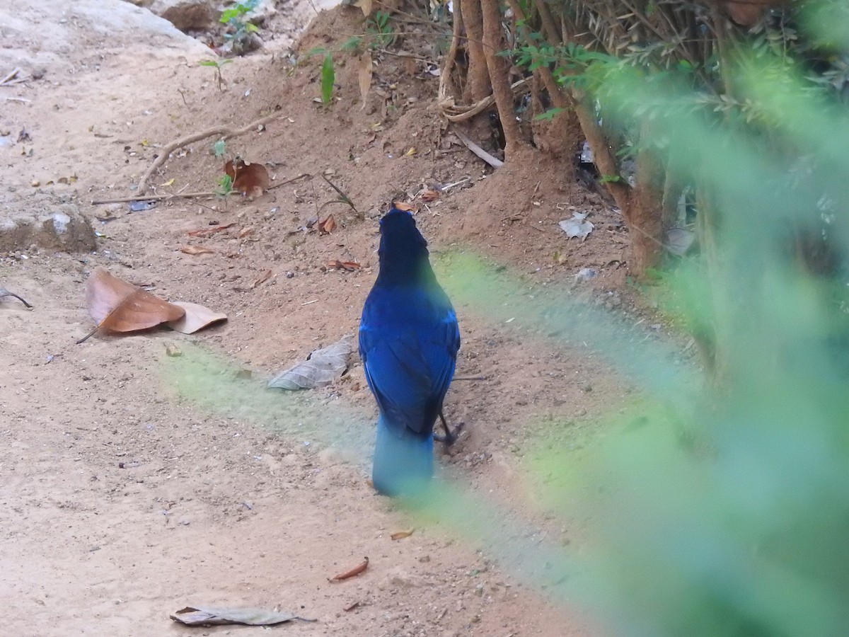 Малабарская синяя птица - ML616165689