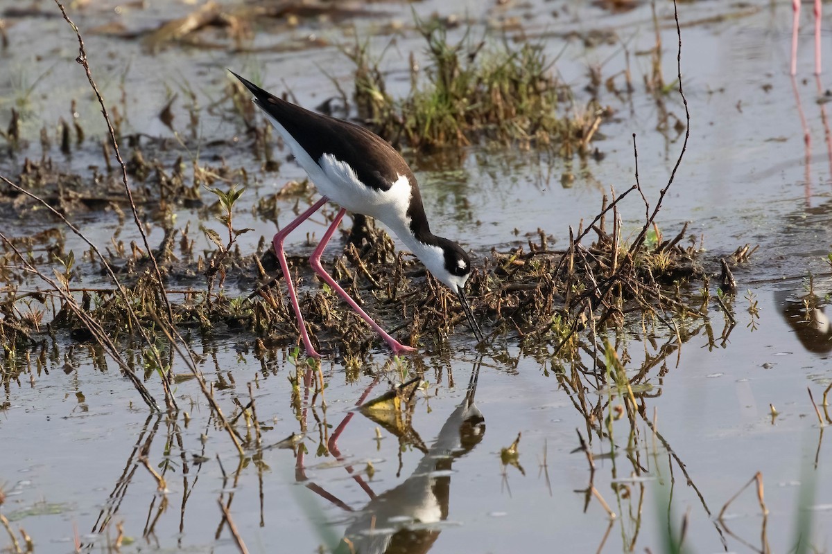 Ebird Checklist Mar The Celery Fields Species