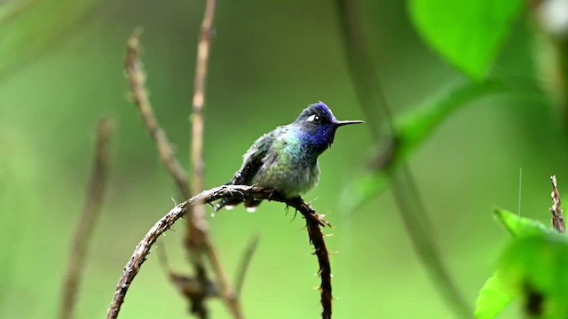 kolibřík fialovohlavý - ML616165844