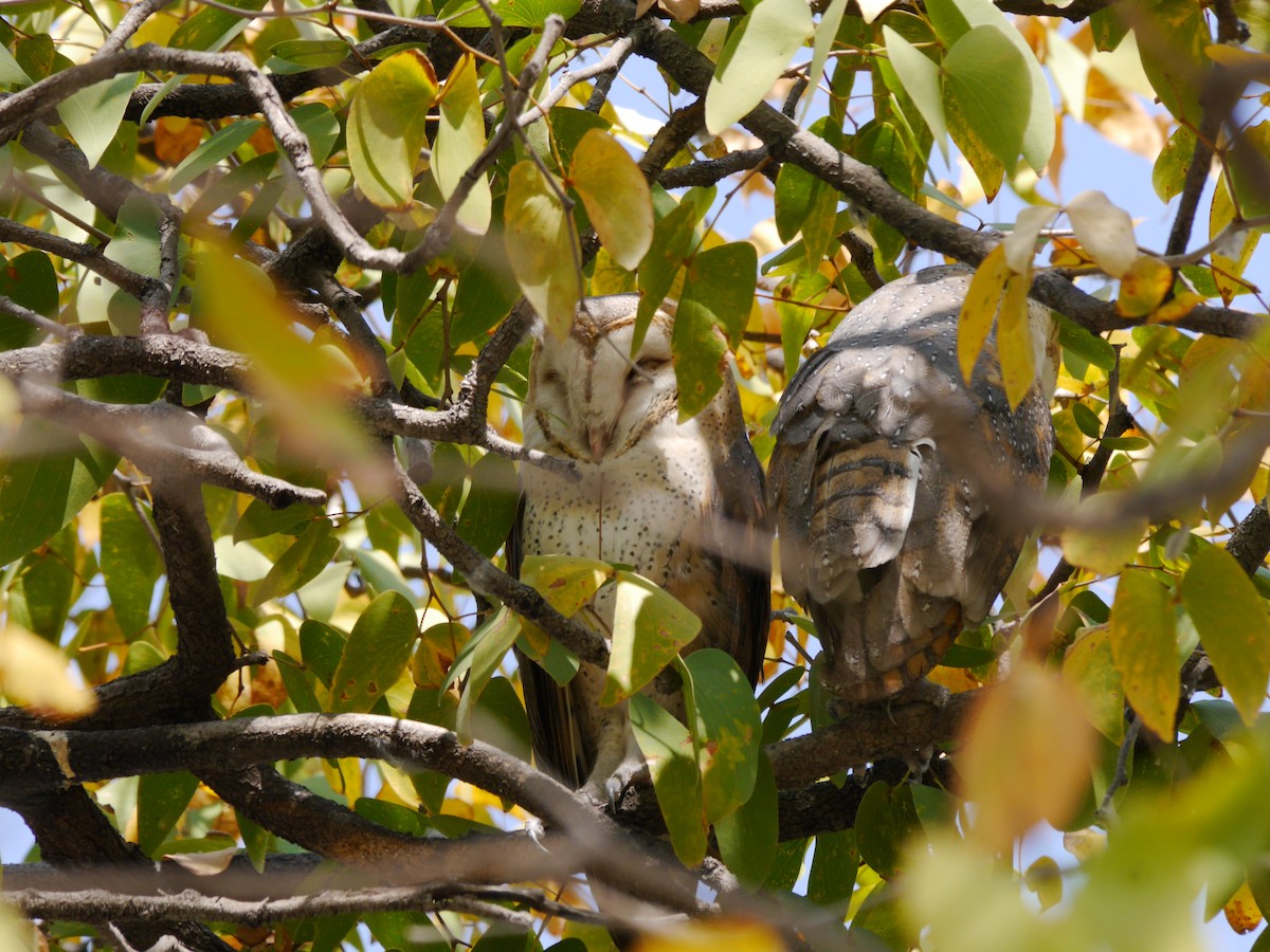 Barn Owl (African) - ML616165984