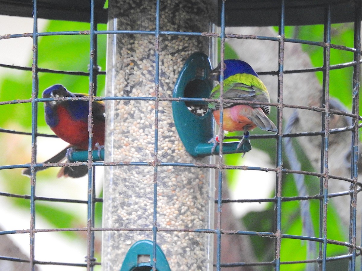 Painted Bunting - ML616166010