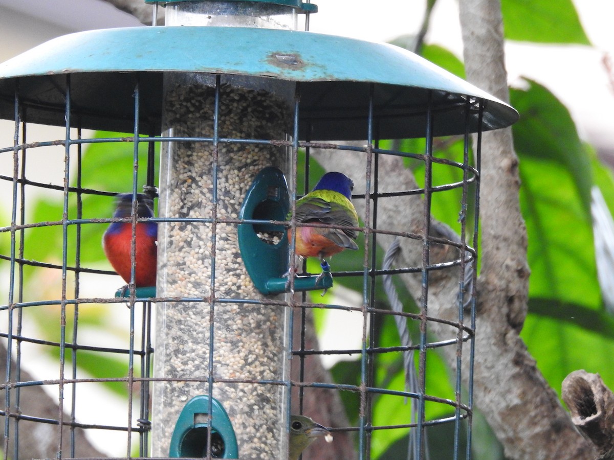 Painted Bunting - ML616166023