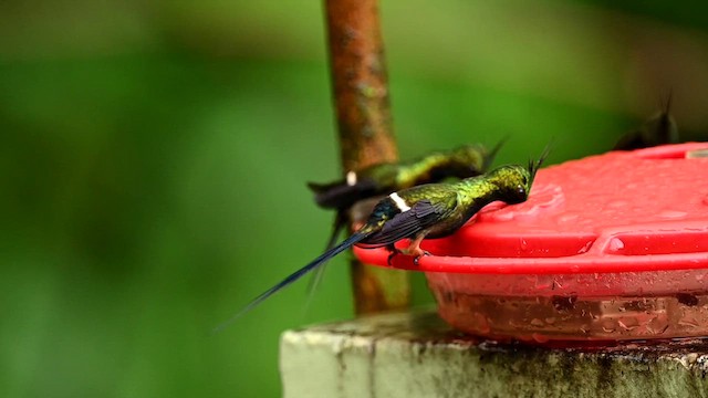 kolibřík ostrochocholatý - ML616166087