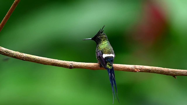 Wire-crested Thorntail - ML616166107