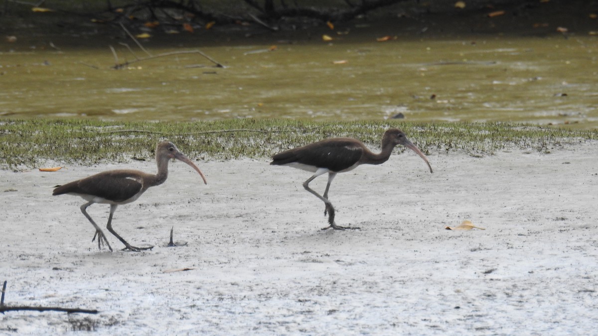 ibis rudý - ML616166127