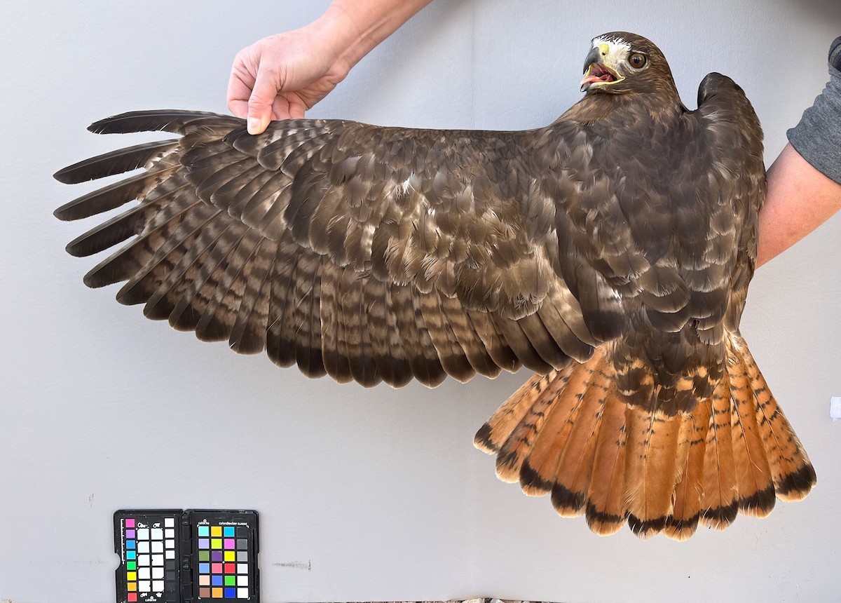 Red-tailed Hawk - ML616166148