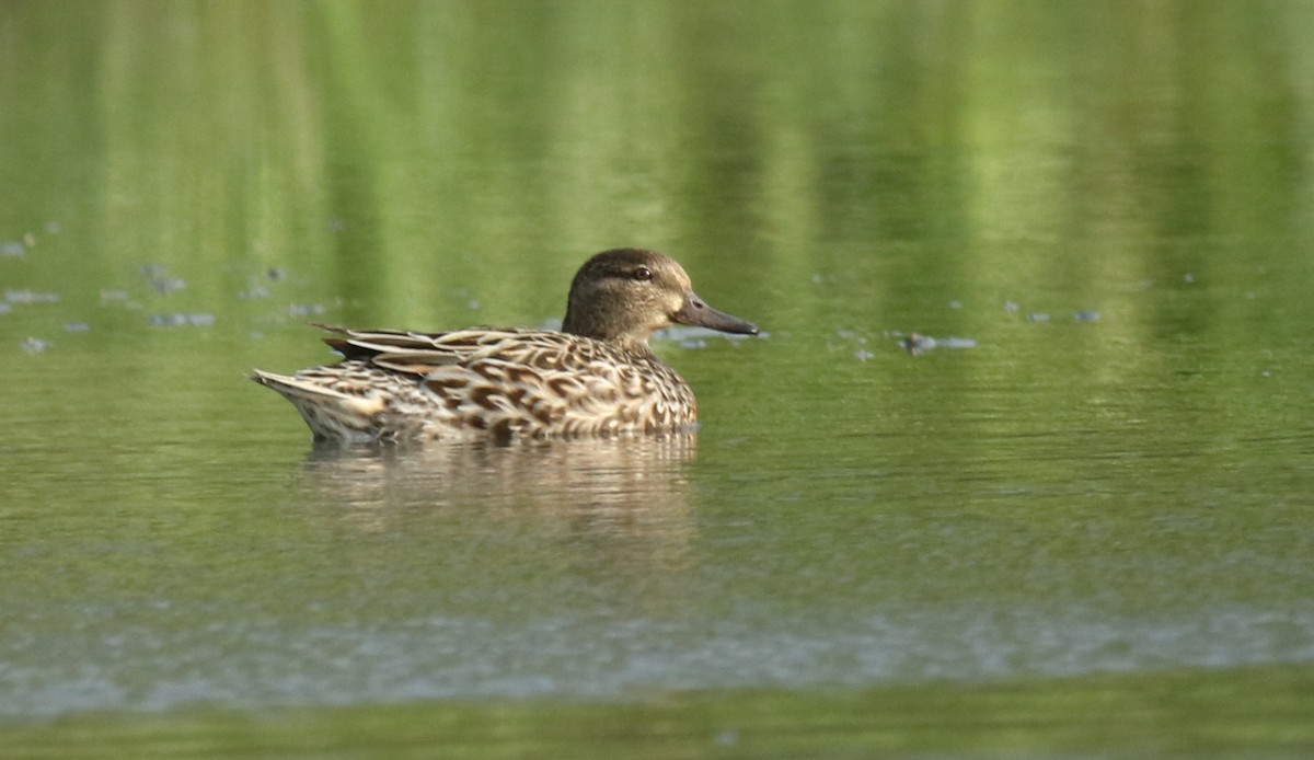 Green-winged Teal - ML616166150