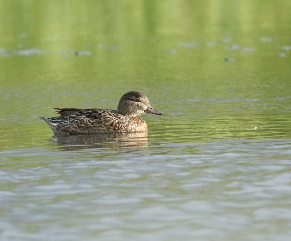 Green-winged Teal - Luis A Rivero