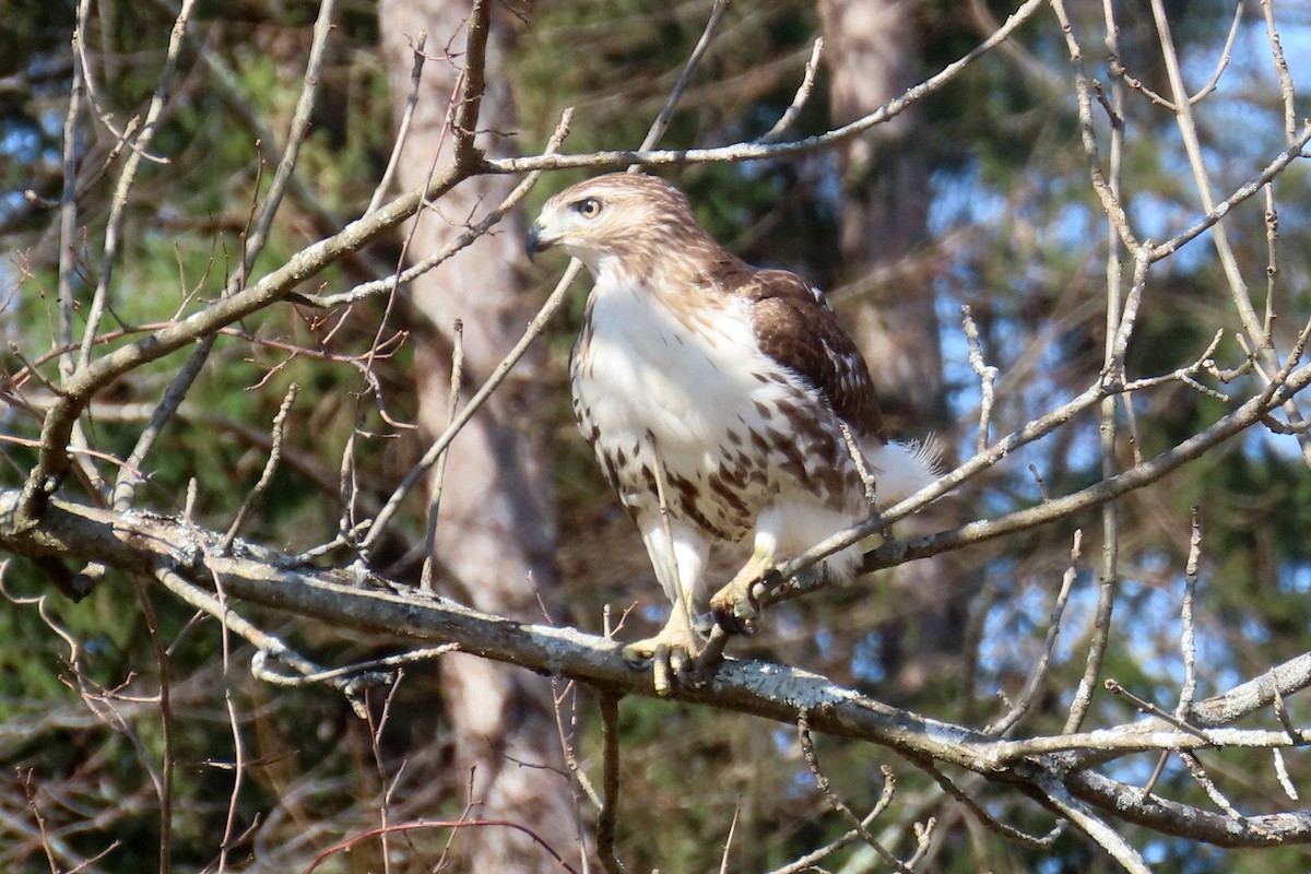 Red-tailed Hawk - ML616166176