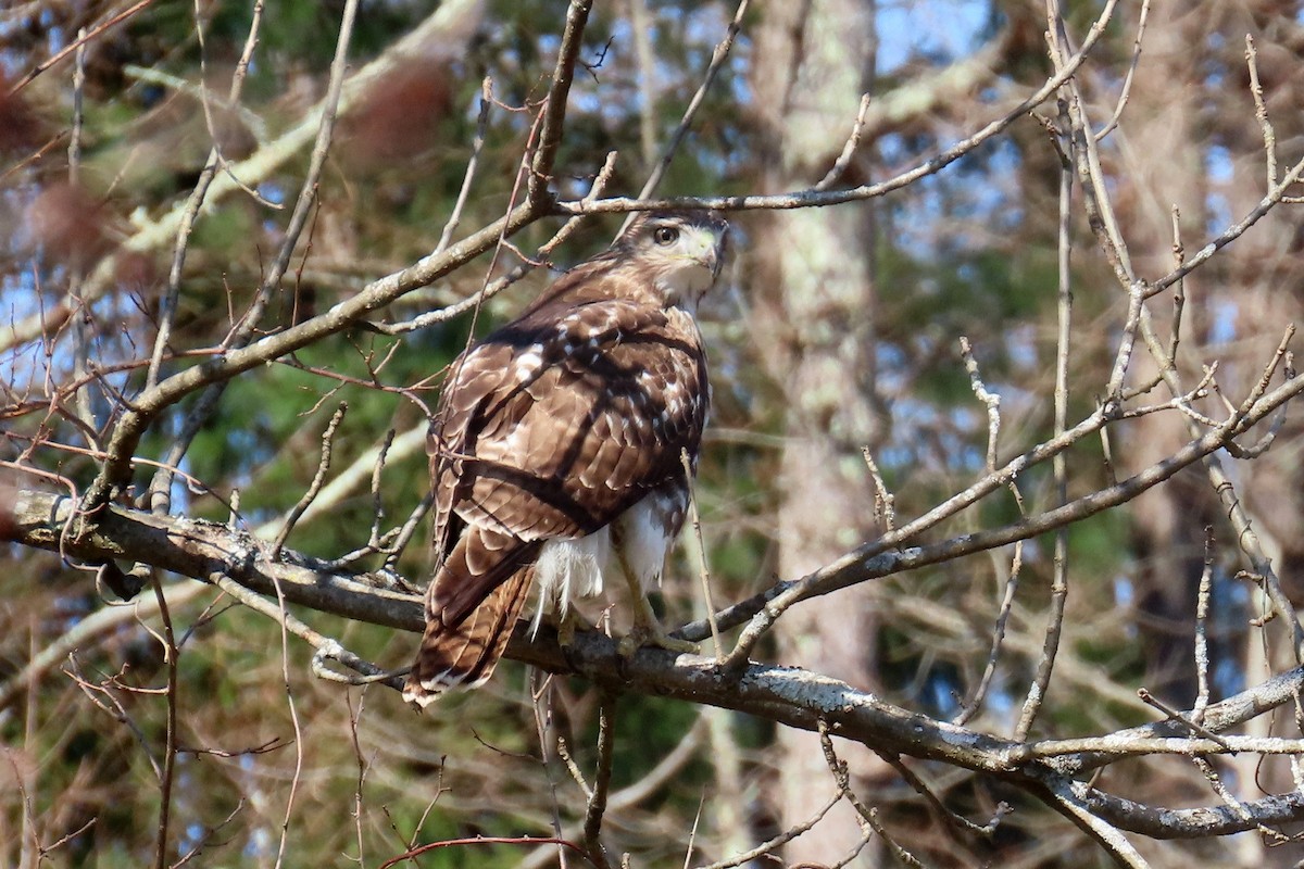 Red-tailed Hawk - ML616166179