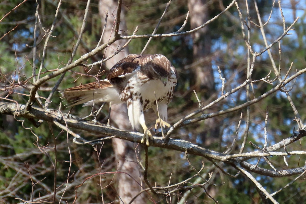 Red-tailed Hawk - ML616166180