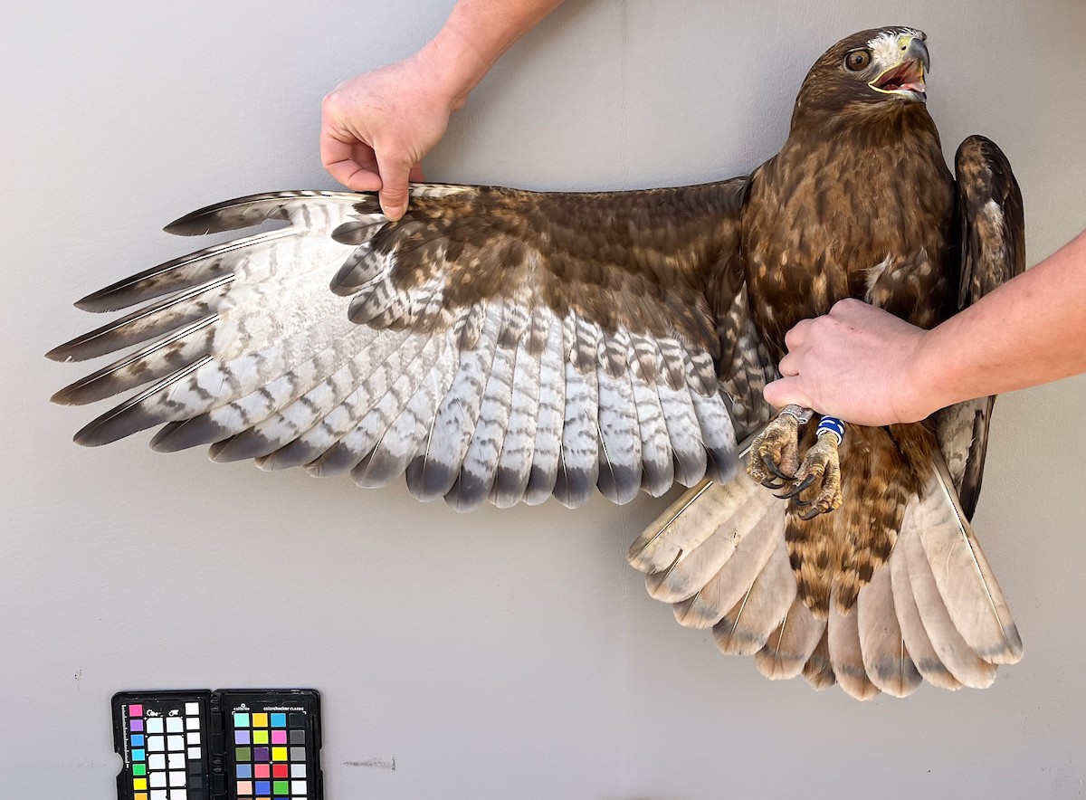 Red-tailed Hawk - ML616166191