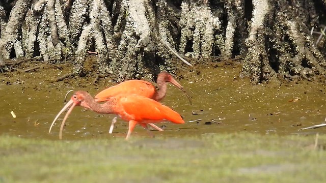 ibis rudý - ML616166256