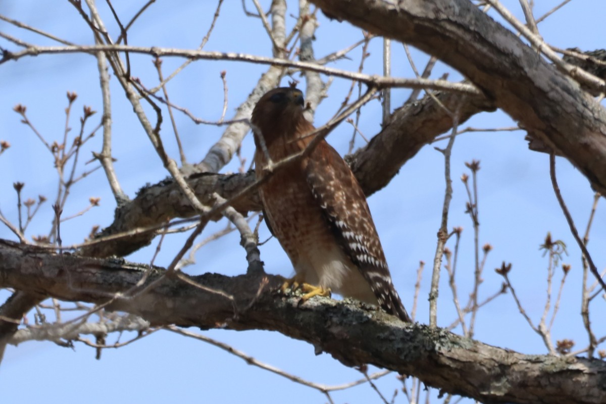Red-shouldered Hawk (lineatus Group) - ML616166333