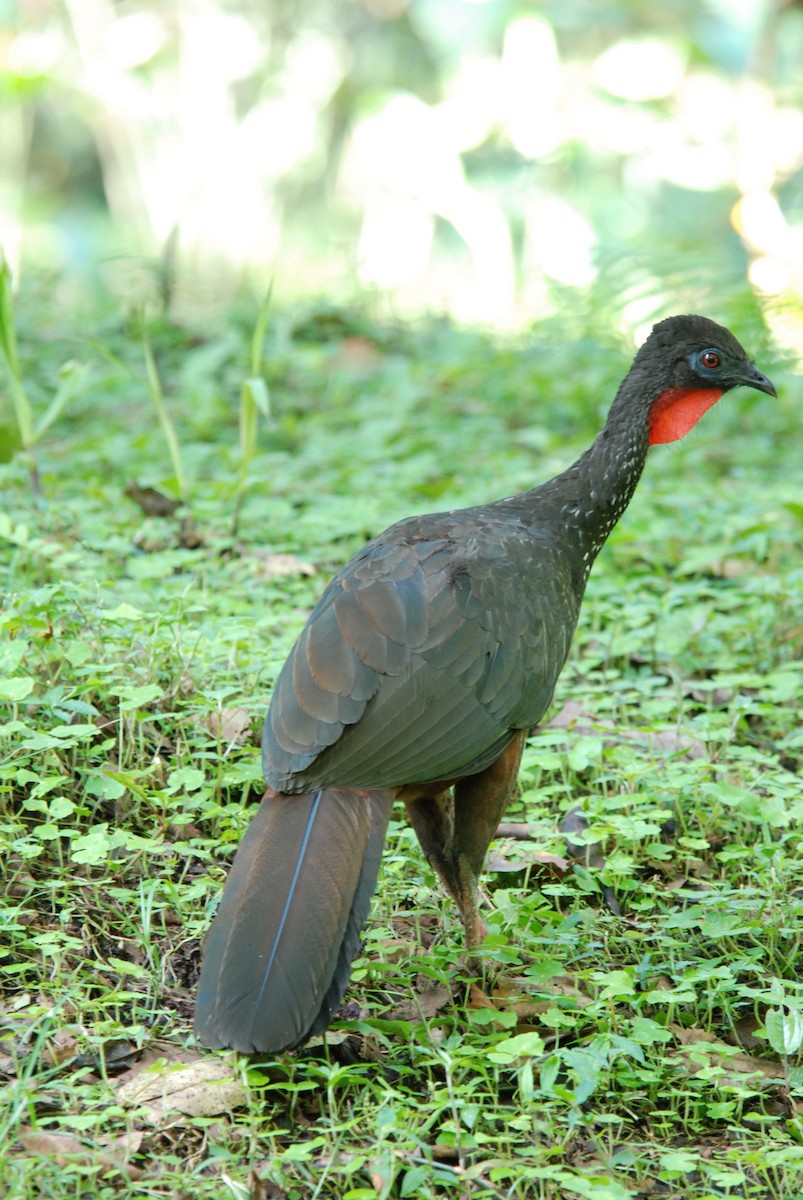 Crested Guan - ML616166635