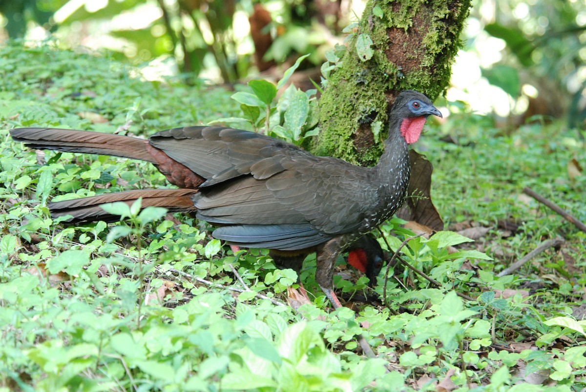 Crested Guan - ML616166636