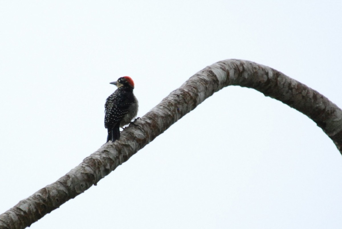 Black-cheeked Woodpecker - ML616166723