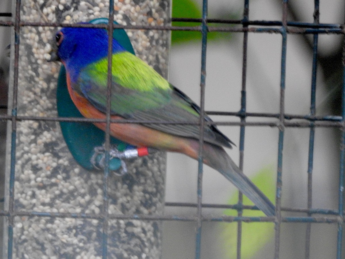 Painted Bunting - ML616166795