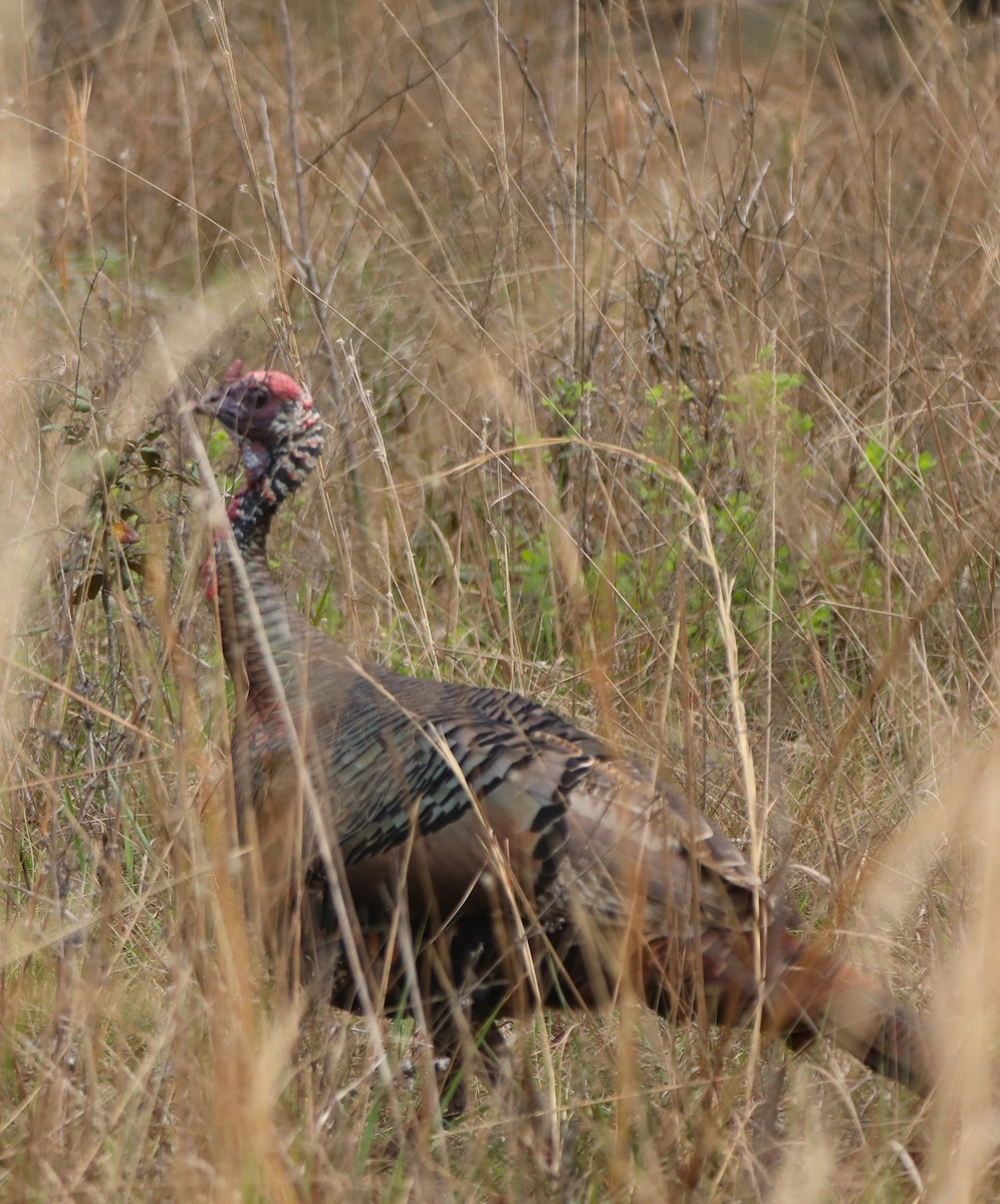 Ebird Checklist Mar Wekiwa Springs Sp Species