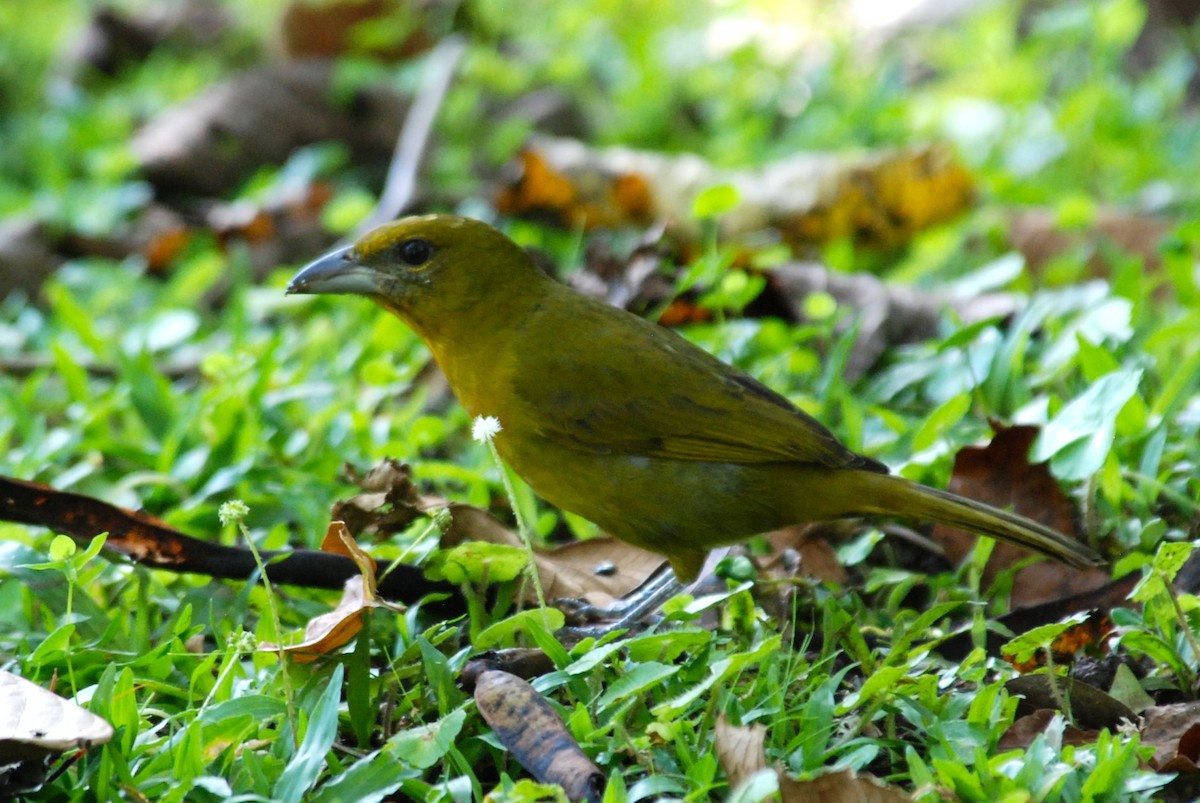 Hepatic Tanager - ML616166815